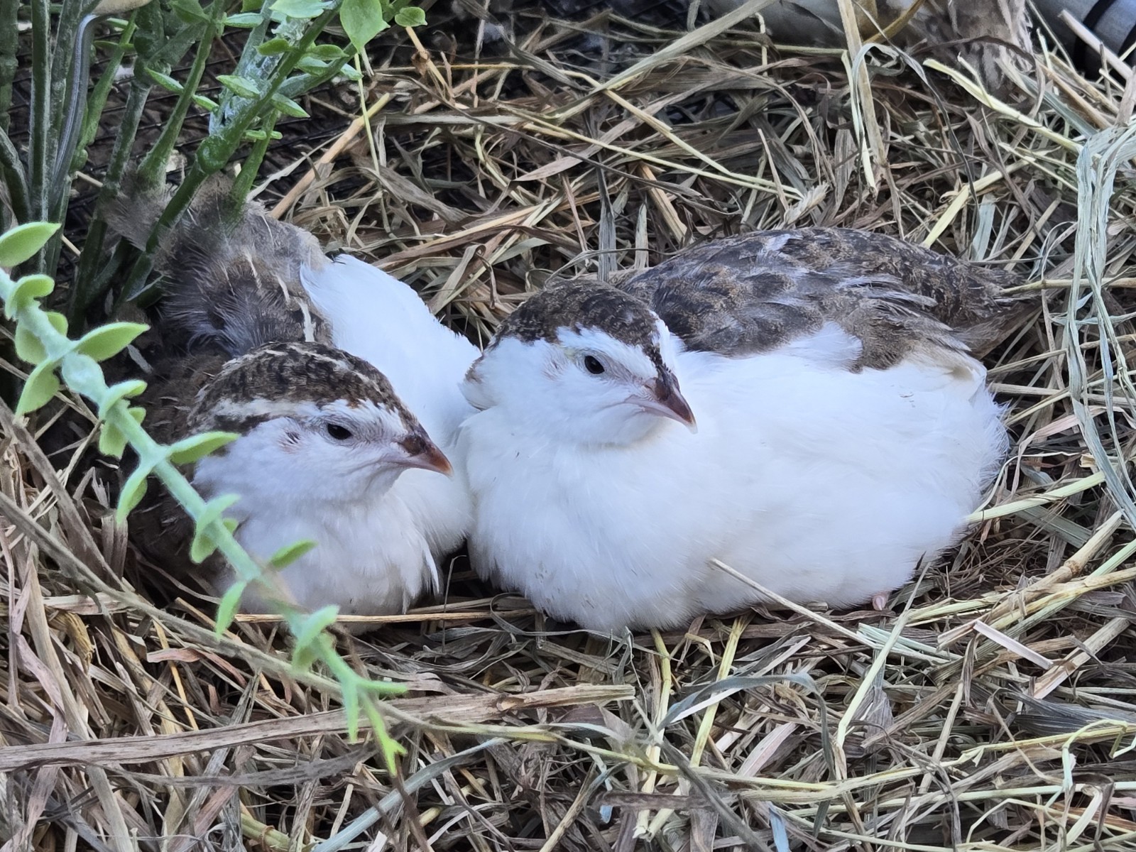 36 Celadon Coturnix Quail Hatching Eggs, True Blue
