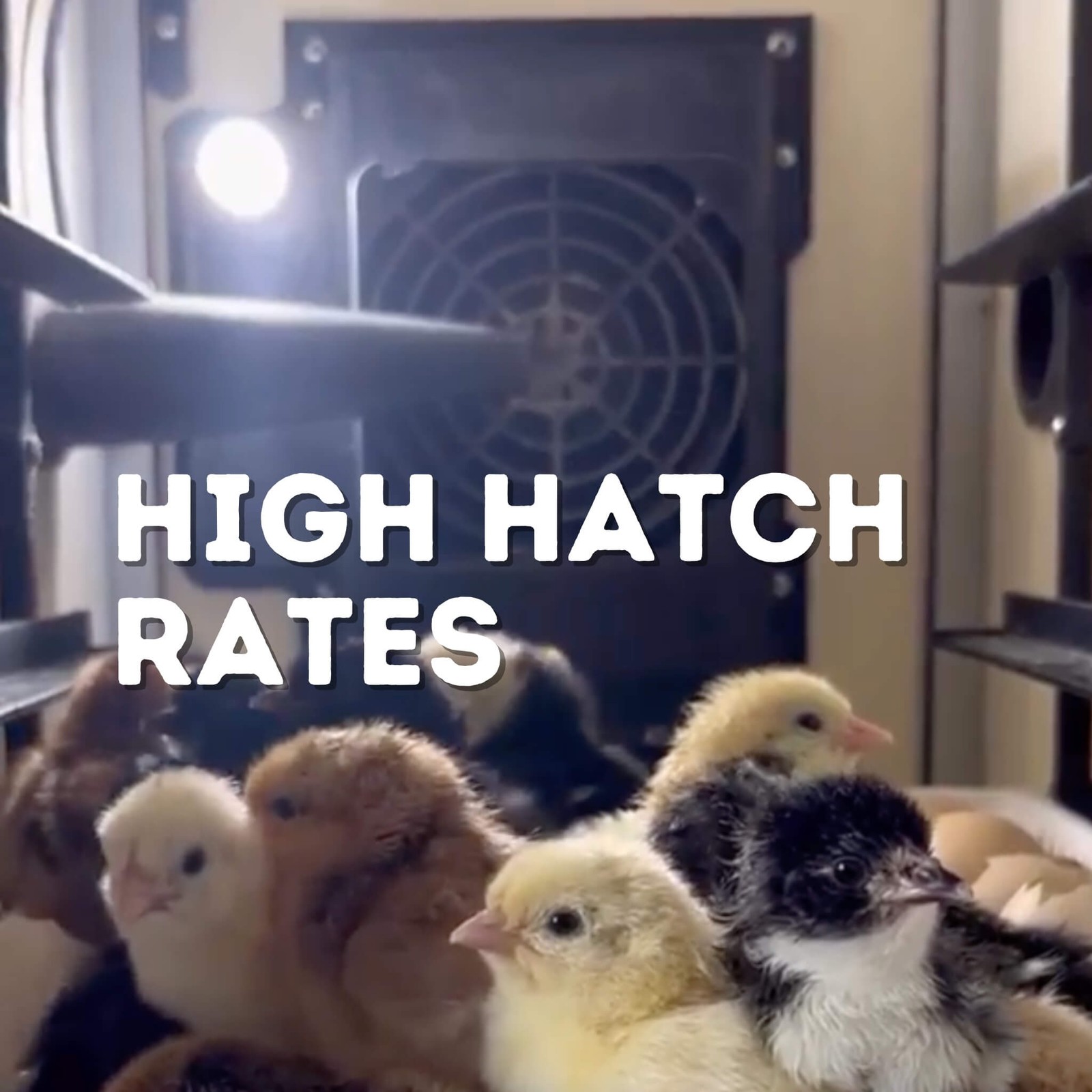 240 Eggs Incubator Kit (180 Set + 60 Hatch)