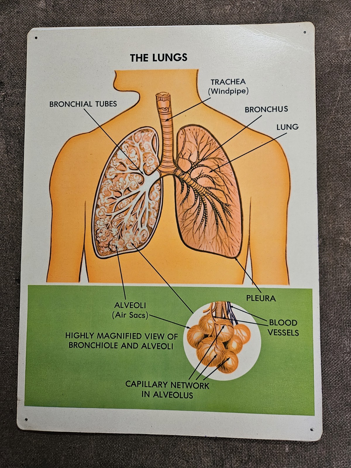 Vintage Medical Posters 1970 Organs Of The Human Body Anatomy Study Prints 17.5"