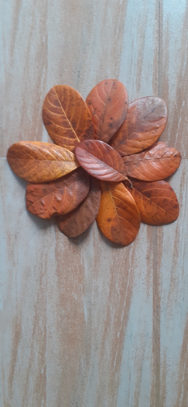 Dried jackfruit leaves organic bio film shrimp aquarium ceylon natural.