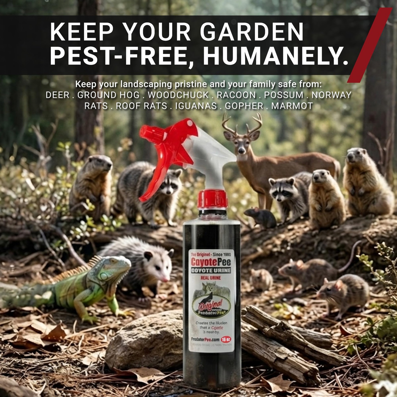 PredatorPee 100% Coyote Urine Kit Territorial Marking Scent Kit Creates Predator