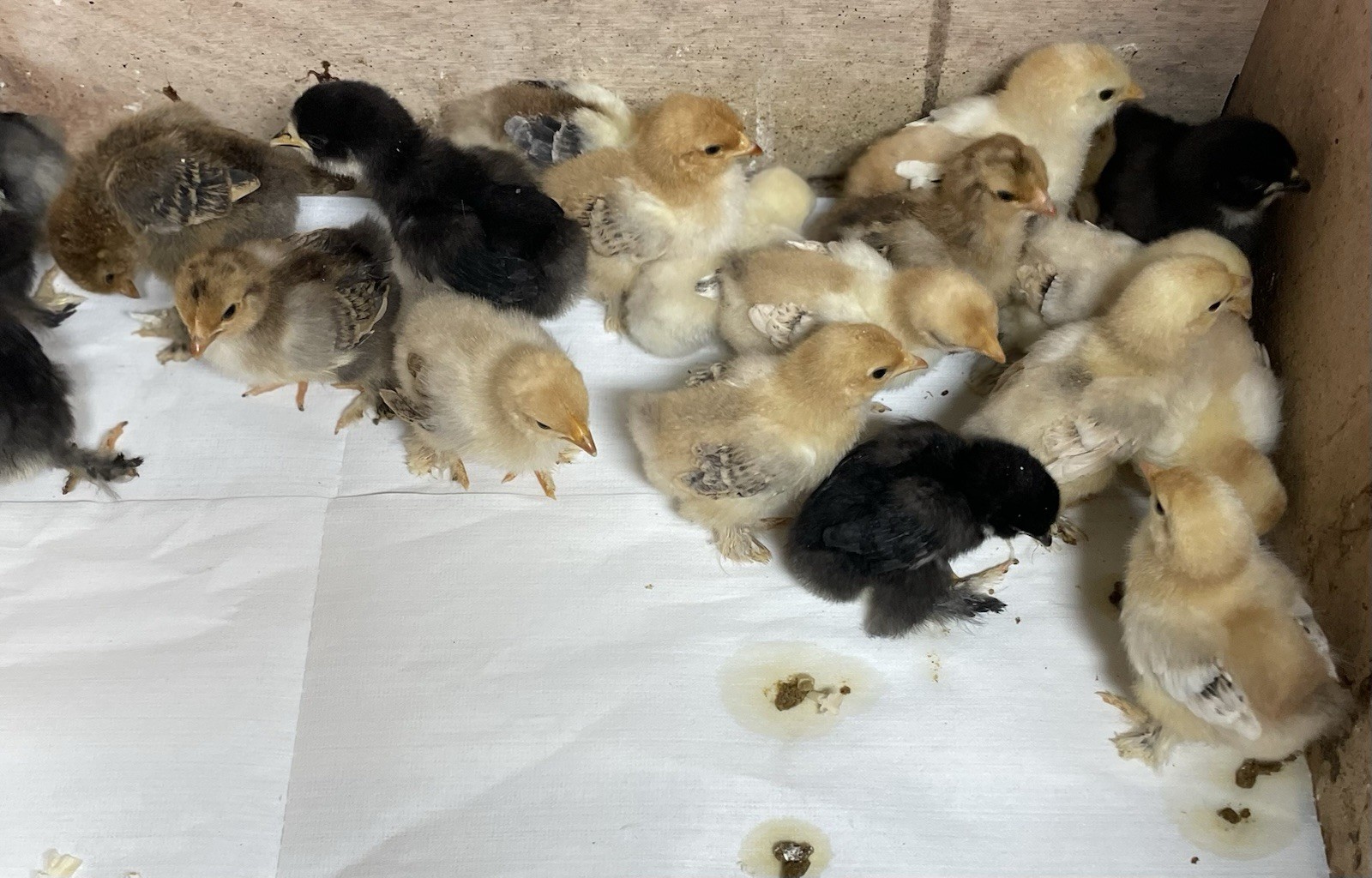 6+ FERTILE BANTAM HATCHING Eggs Assorted Breeds Serama Japanese Ohiki Cochin Kik