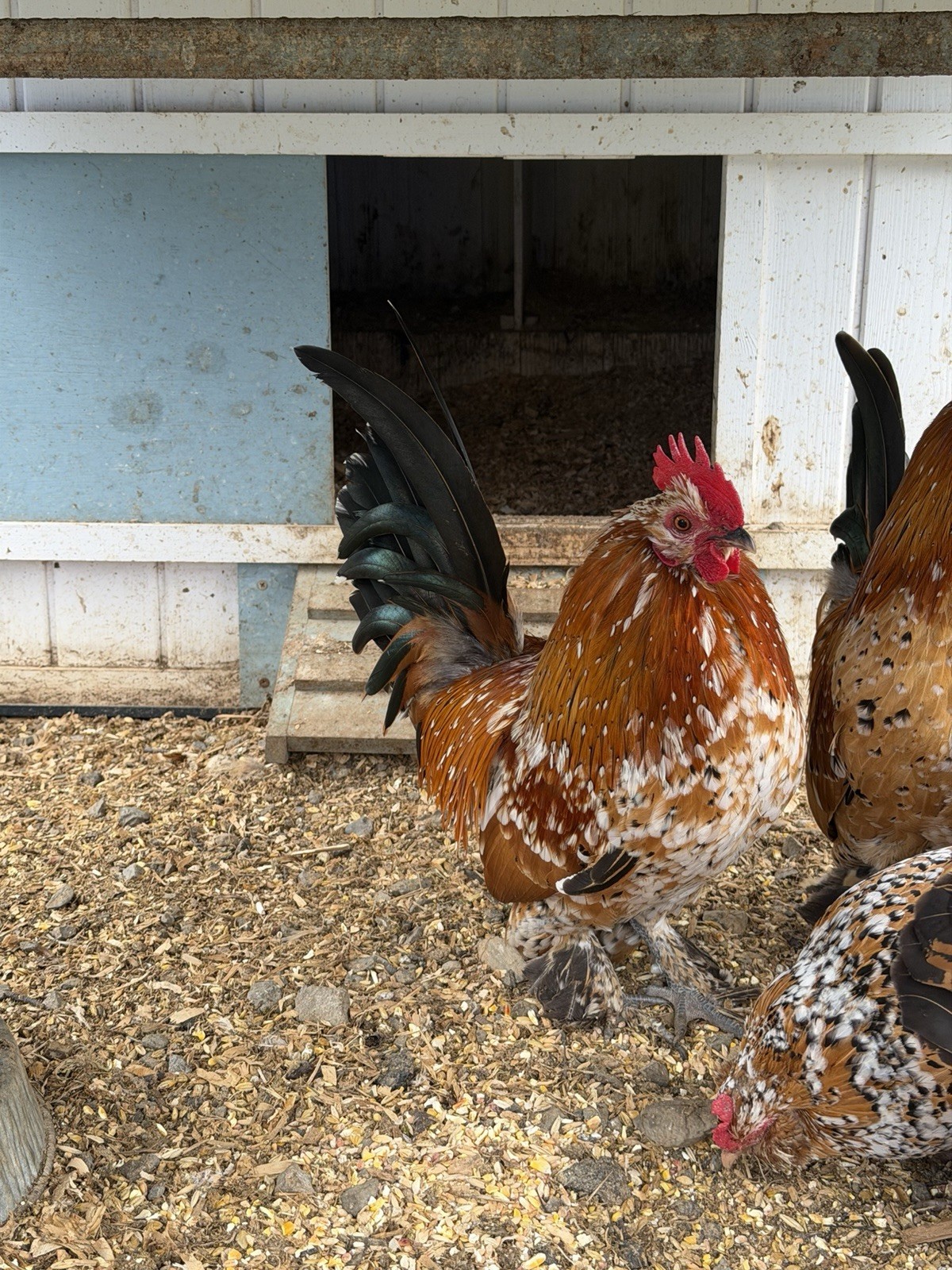 Mille Fluer D’uccle Booted Bantam  hatching eggs