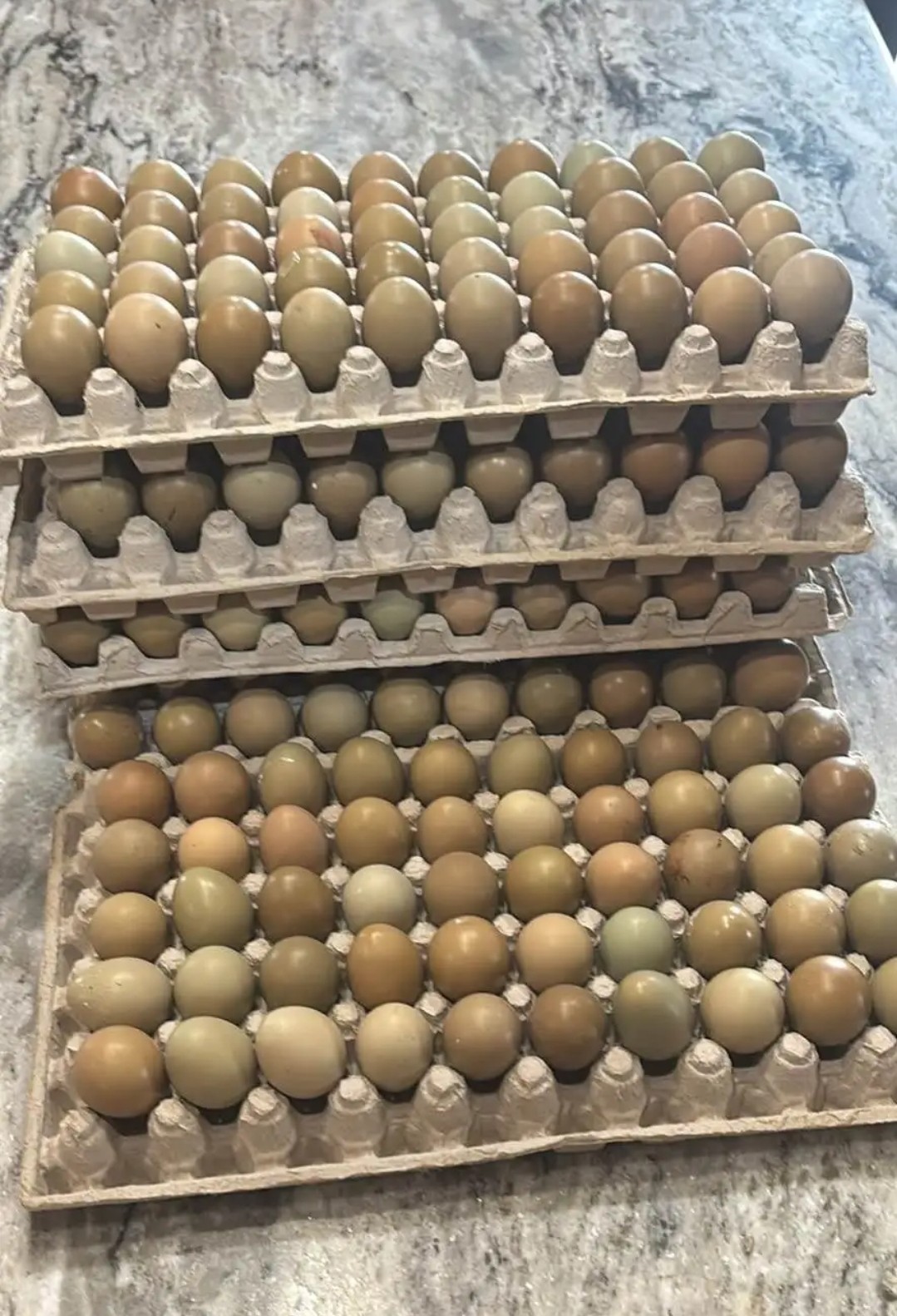 Ringneck pheasant eggs - 24