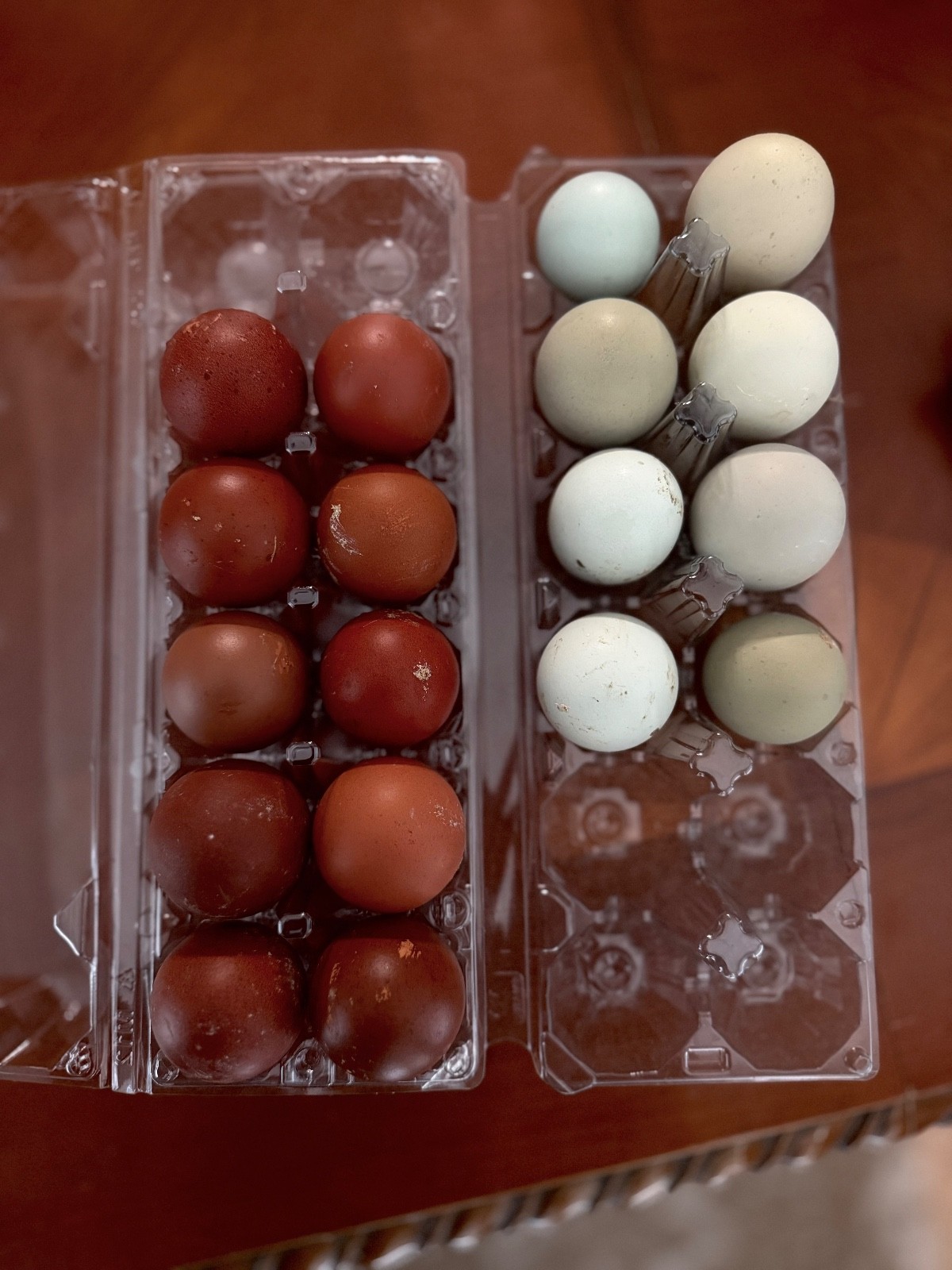 NPIP 12+ black copper maran eggs (6-8 range)