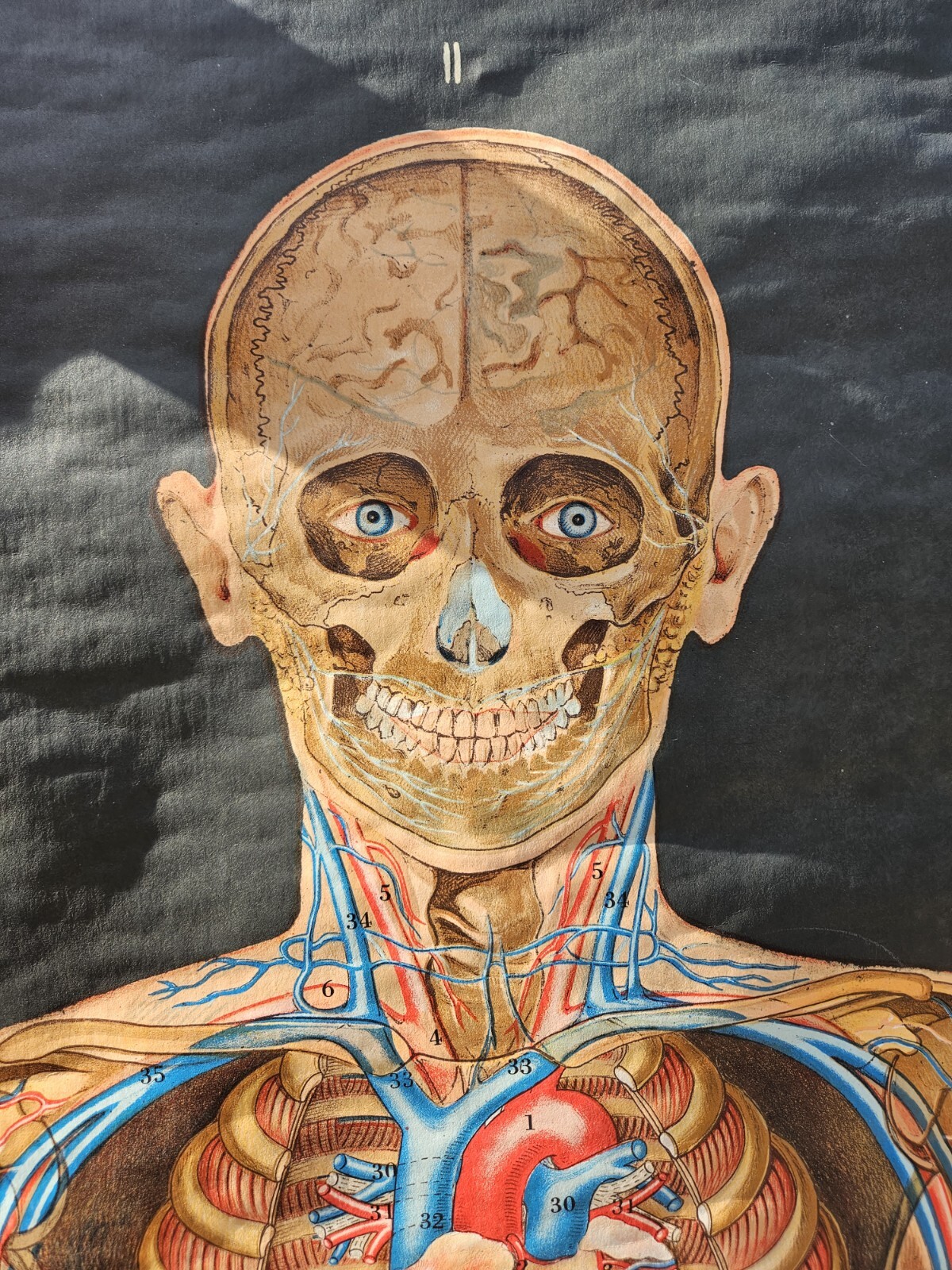 Vintage Cram Anatomical Chart Circulatory System 1950 Italy Rare Mad Science