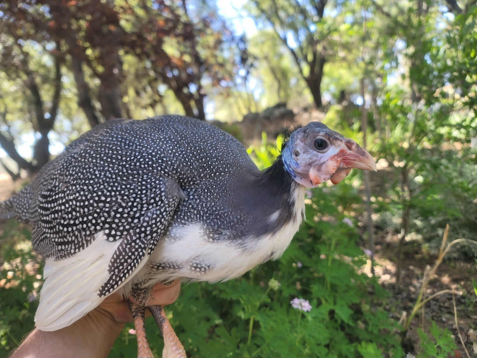 3 Fresh Fertile GUINEA FOWL Hatching Eggs