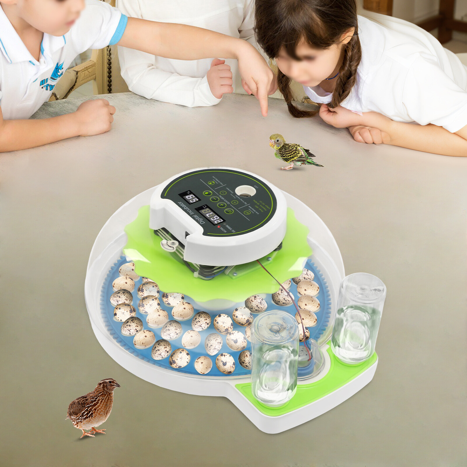 Modern LED Quail Egg Incubator Hatching 60 Quail Eggs Automatic Brooder