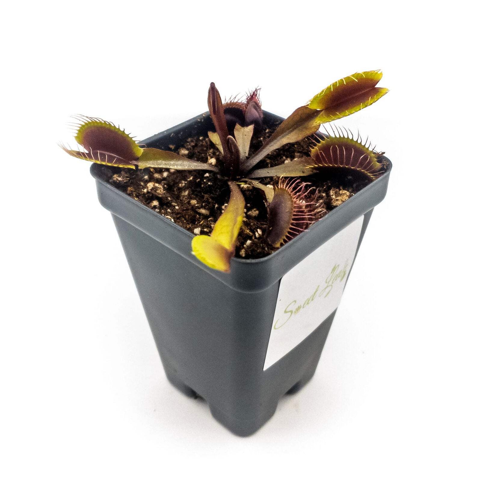 Akai Ryu (Red Dragon) Venus Fly Trap