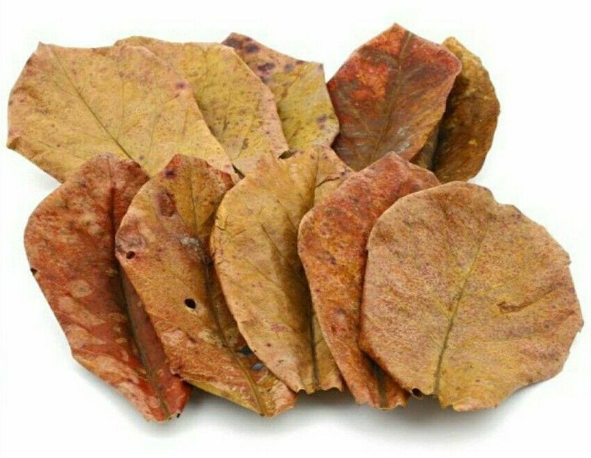 25 g Catappa Indian Almond Leaves Ketapang Leaf Shrimp Betta Fish Aquarium Care