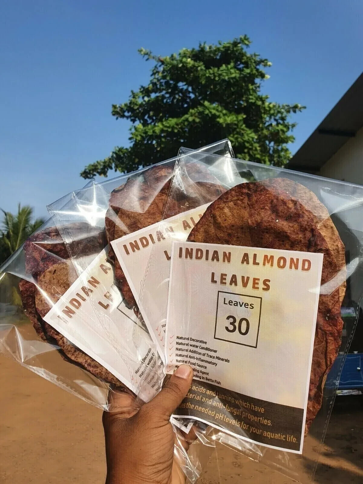 30Pcs Indian Almond Leaves 5 - 7'' Catappa Ketapang for Fish, Shrimp, Aquarium