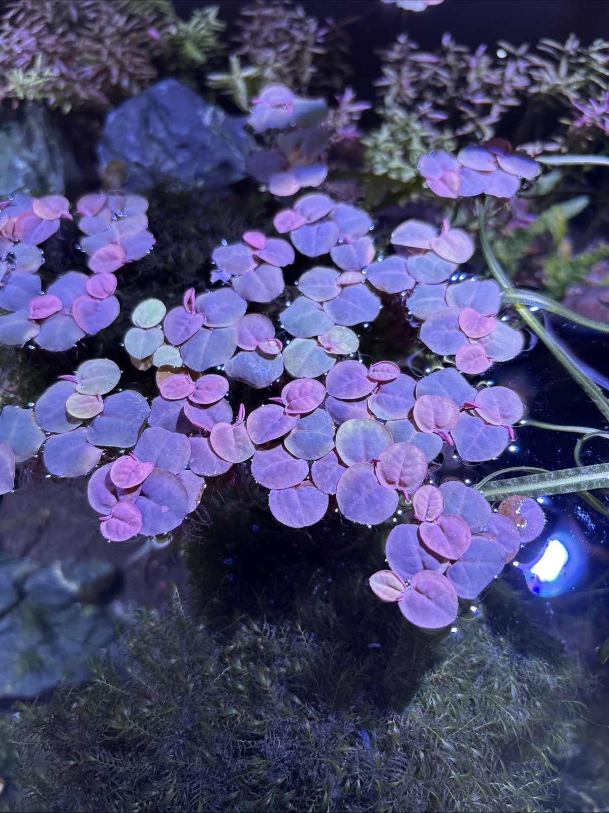 Red Root Floater Easy Live Aquarium/Pond Plant (60+ leaves)