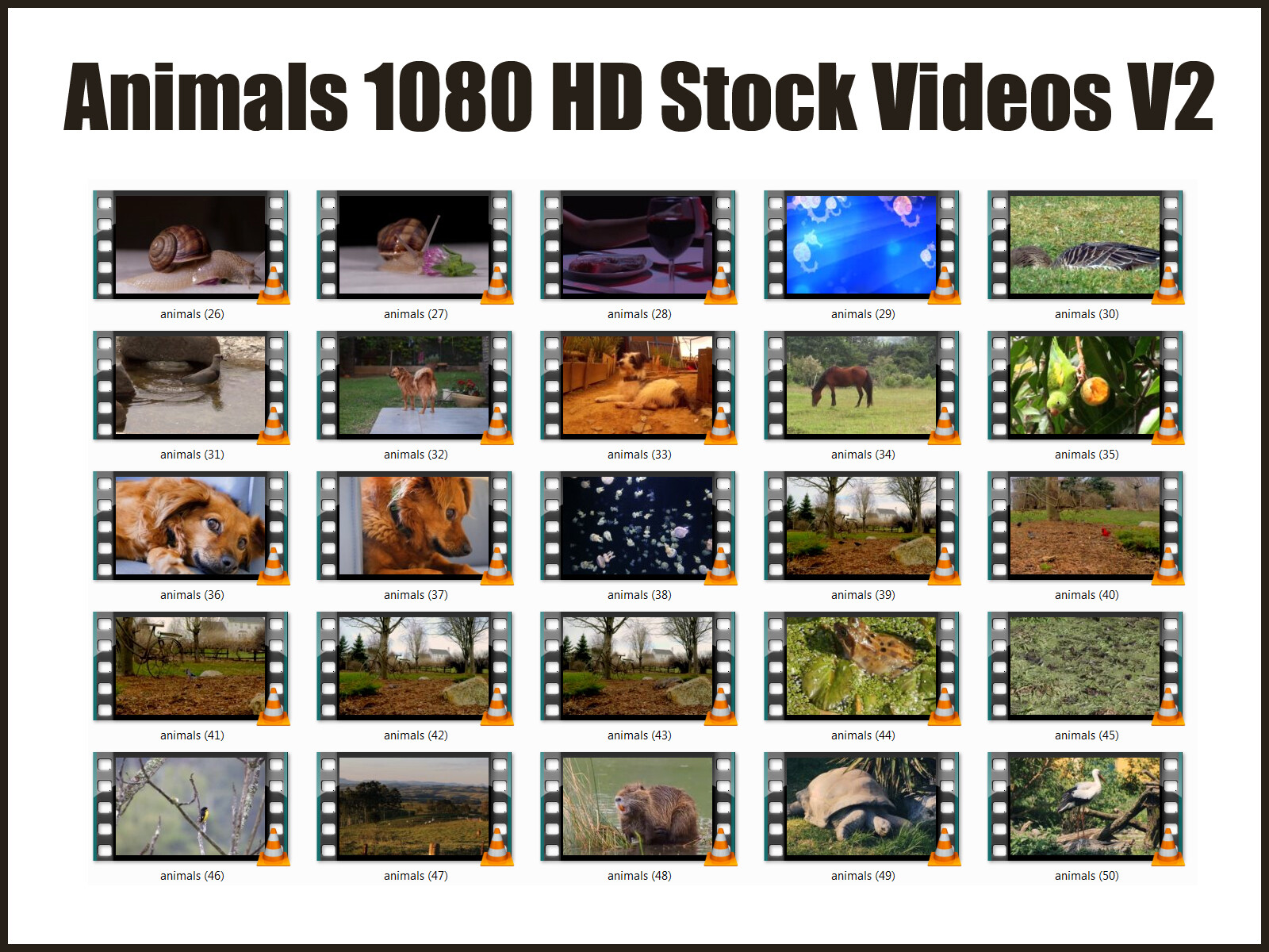 HD (1080) Royalty Free Stock Footage Videos "Animals" Collection on DvD-Rom