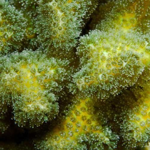 Aquacultured Green Pocillopora damicornis Coral (Pocillopora damicornis) - ORA