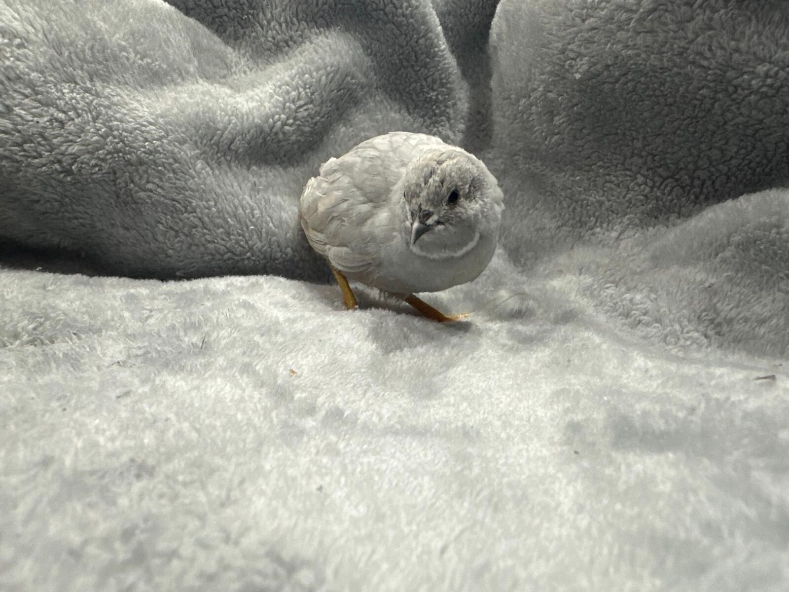 18 Button Quail RAREST COLORS HATCHING EGGS!