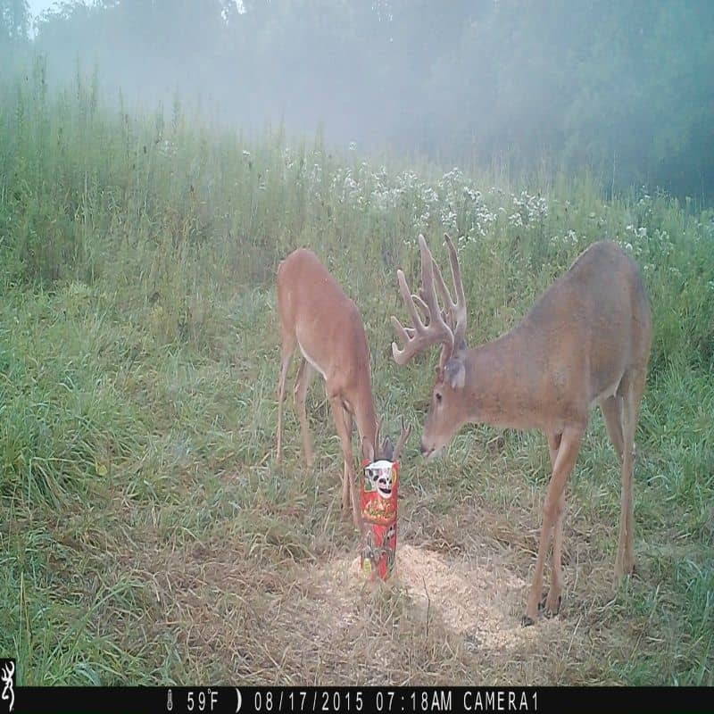 Antler King Deer Attractant 5 lb 3 Pack Apple Burst + UnBeetable + Cotton Candy