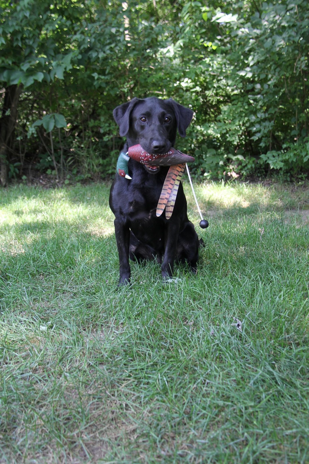 Ultimate Pheasant Hunting Training Scent - Pheasant Dog Training Scent with R...