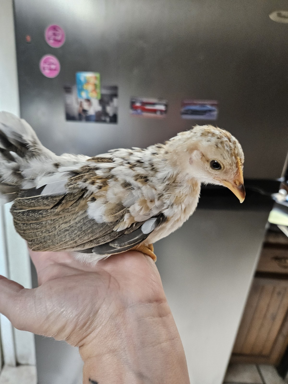 6+Mottled Serama Hatching Eggs