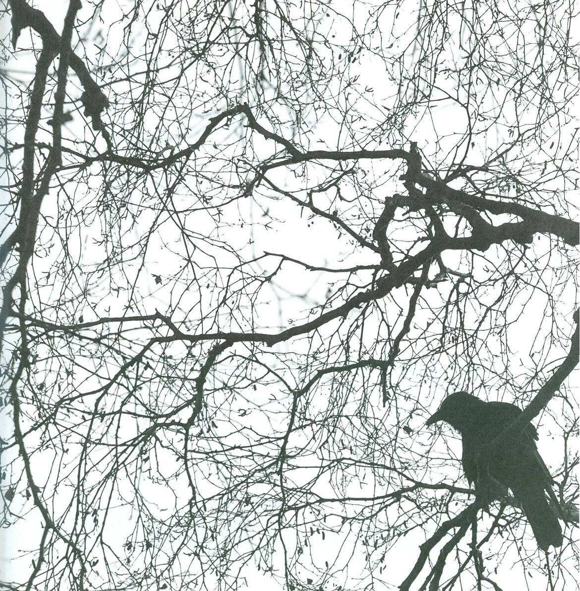 Crow Tree, Halloween & Poe, scrapbook paper - Scrapbook Customs 35923