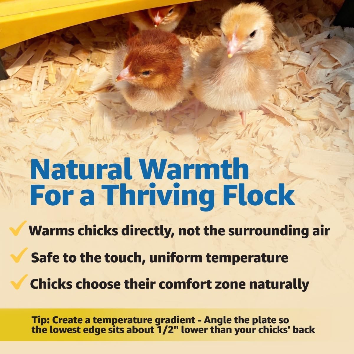 Chick & Duckling Brooder Plate - Height Adjustable 18W, Safe Low Voltage Heat, U