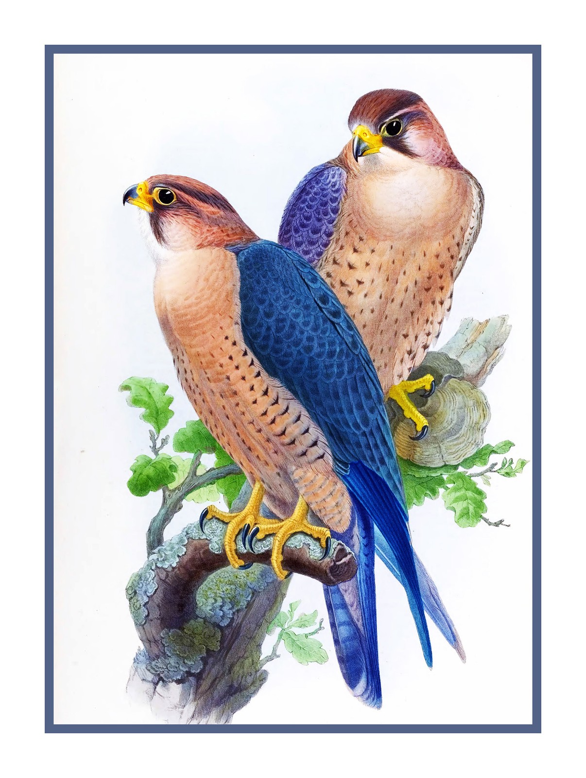 Naturalist John Gould Bird Peregrine Falcon Counted Cross Stitch Chart Pattern