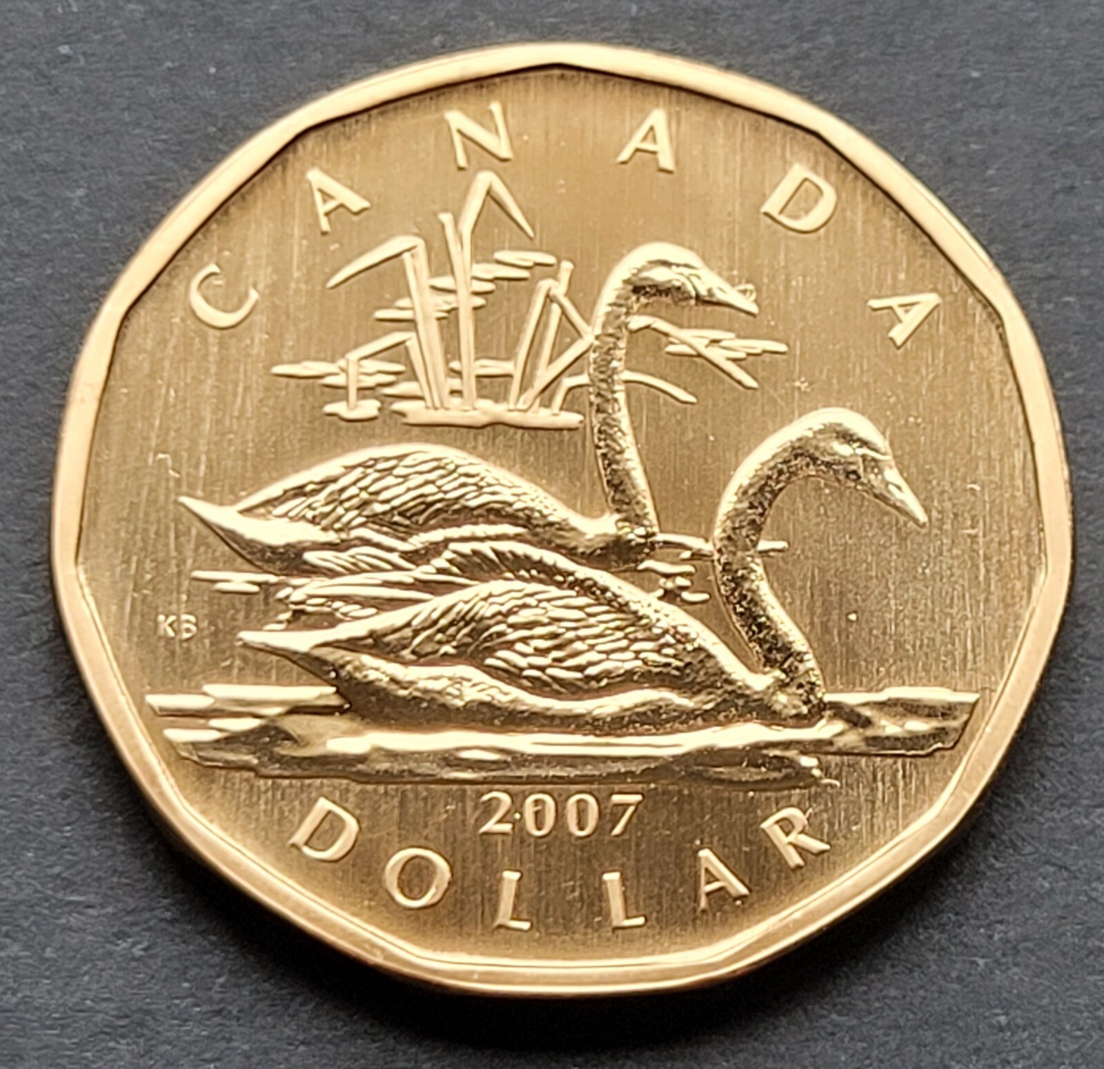 ***  CANADA   LOONIE  2007  ***  SPECIMEN  ***  TRUMPETER  SWAN  ***