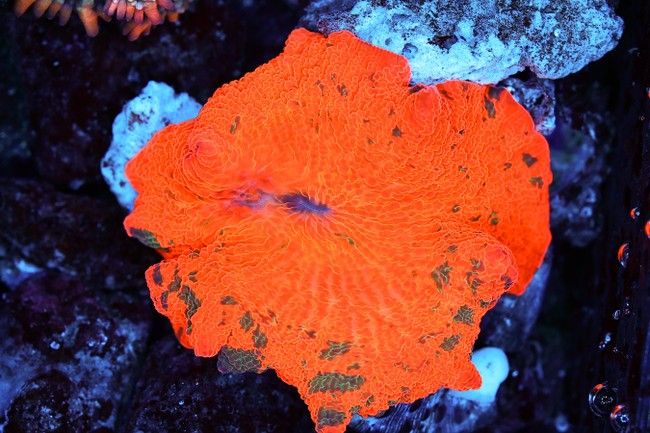 Forest Flames Jawbreaker Disco Mushroom WYSIWYG - SAQ Coral Farm