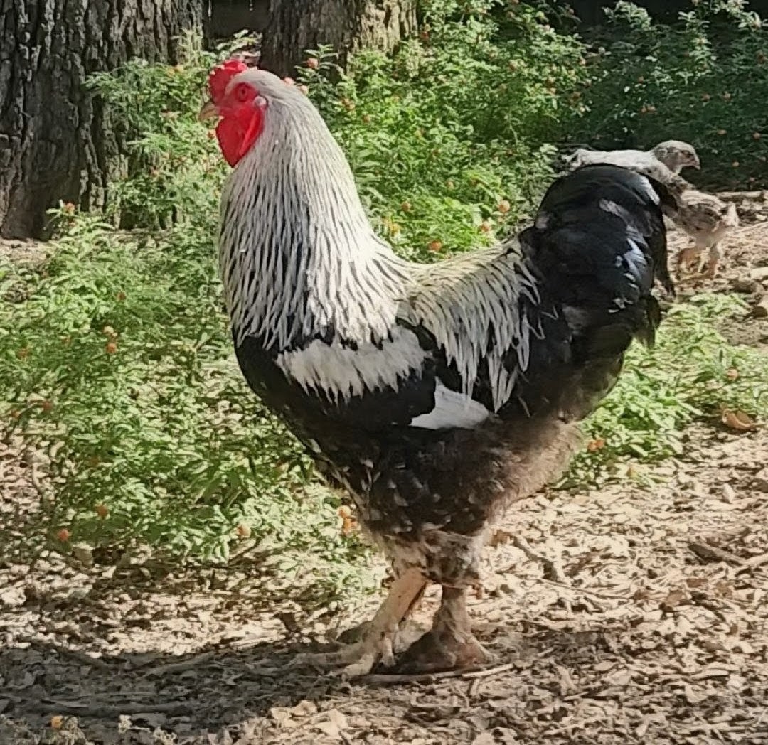 6+  DARK BRAHMA Fertile Hatching Eggs