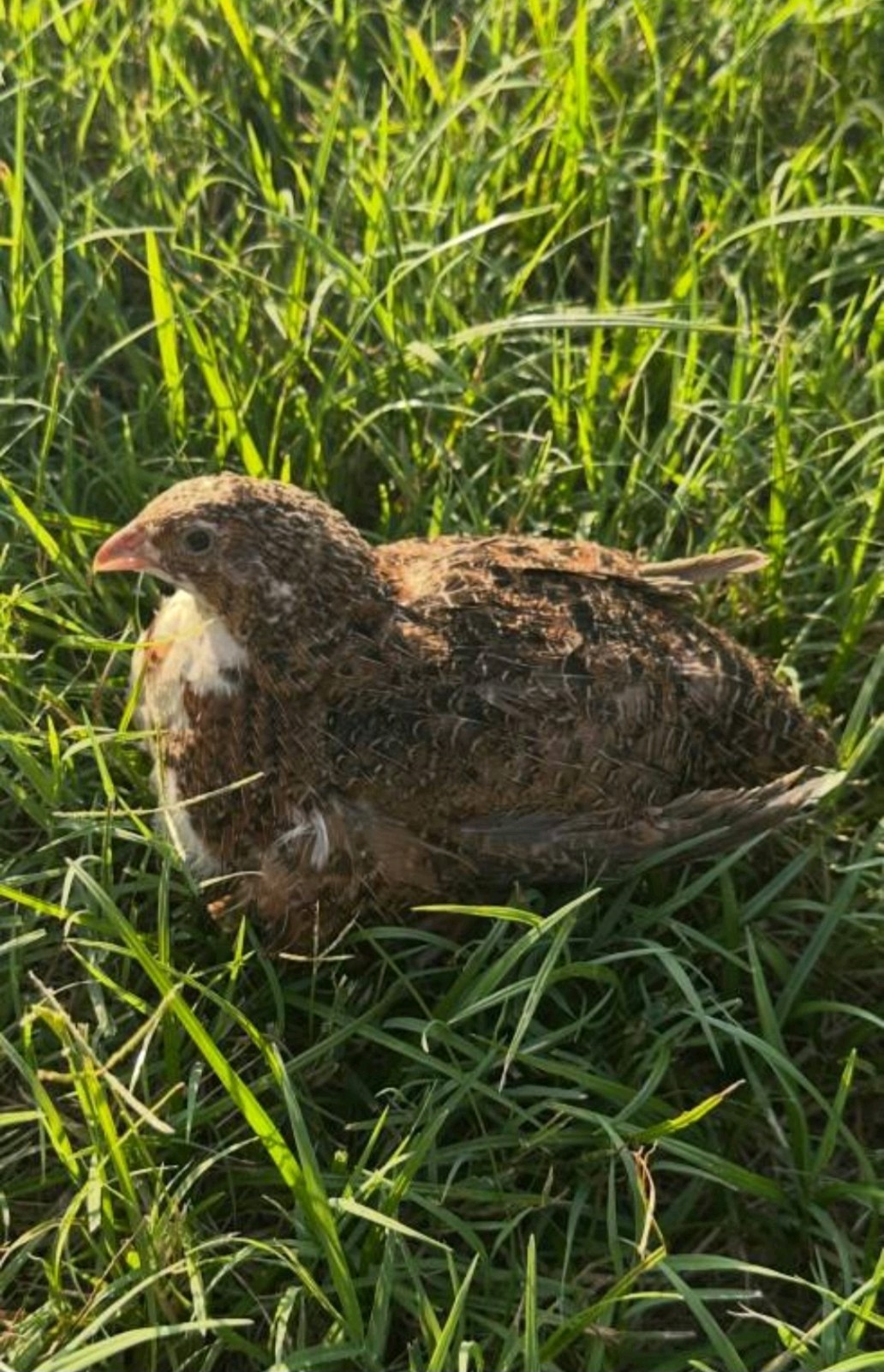 (18+ Total) 9 Celadon Blue/9 AssortedCoturnix Quail Hatching Eggs