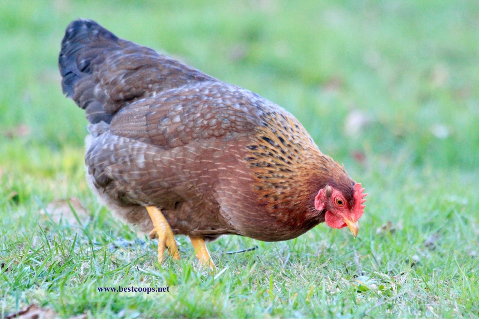 12+ Fertile Bantam Bielefelder Chicken Hatching Eggs