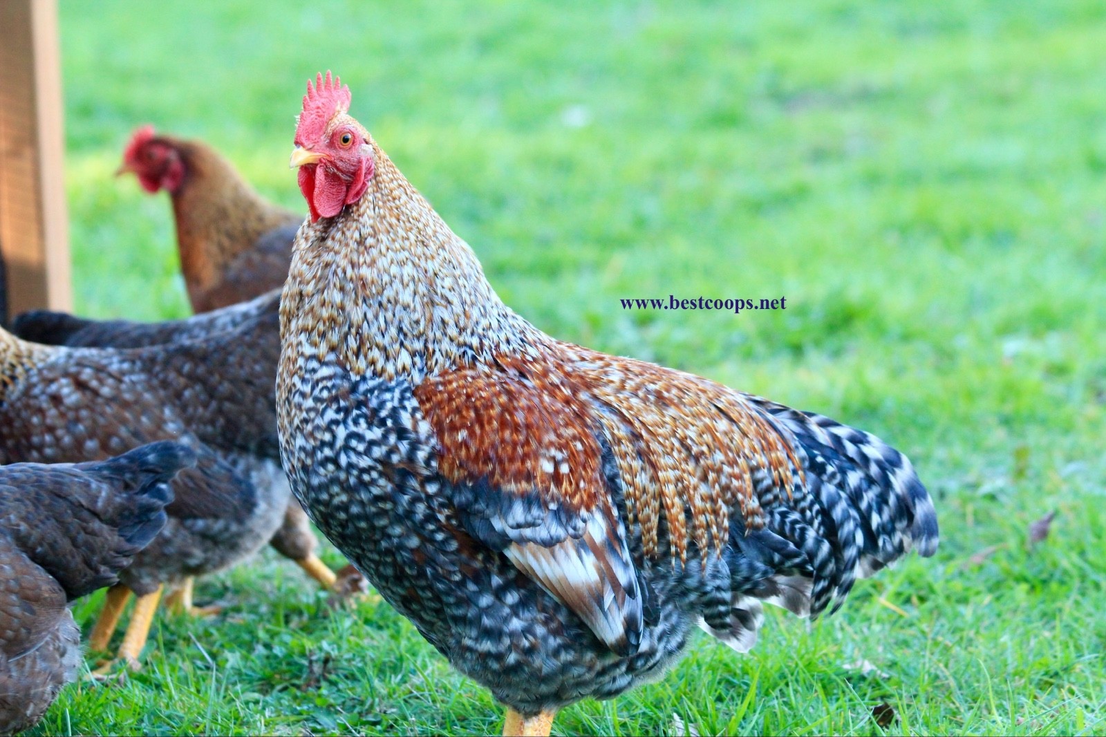 12+ Fertile Bantam Bielefelder Chicken Hatching Eggs