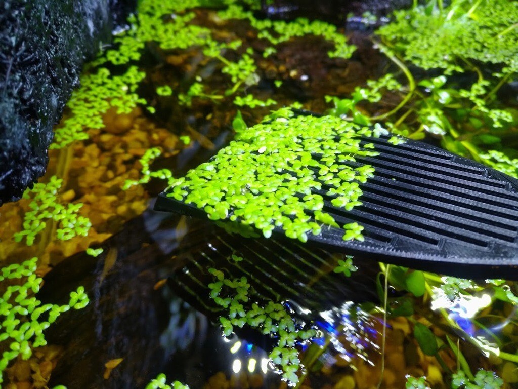 Duckweed Removal Scoop Spatula for Aquarium