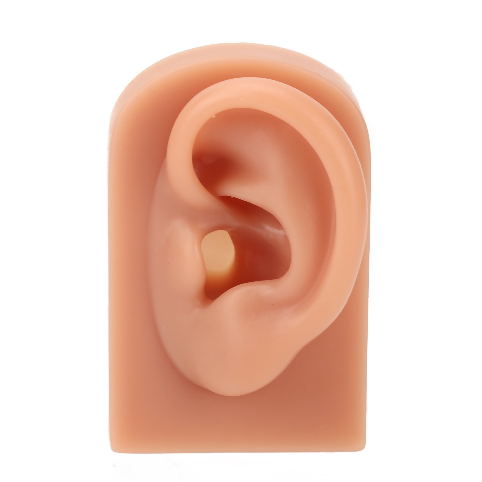 Professional Piercing Practice Ear Model For Earrings Display NEW↑