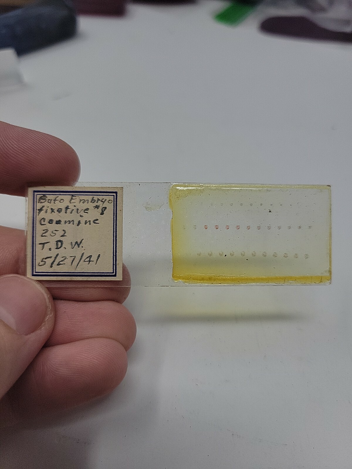 Vintage Microscope Slide 1941