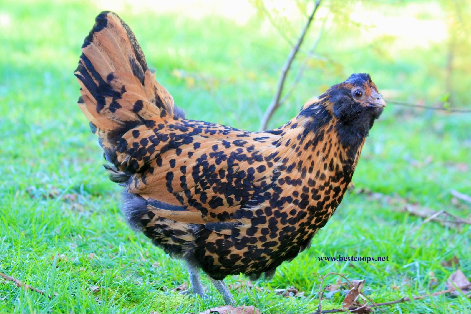 6+ Gold Owlbeard Fertile Chicken Hatching Eggs