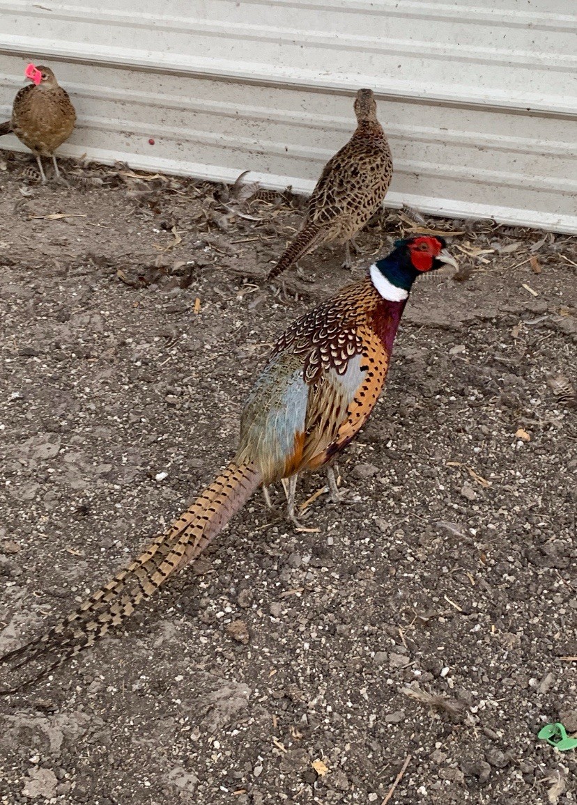 75+ Ringneck Pheasant Eggs