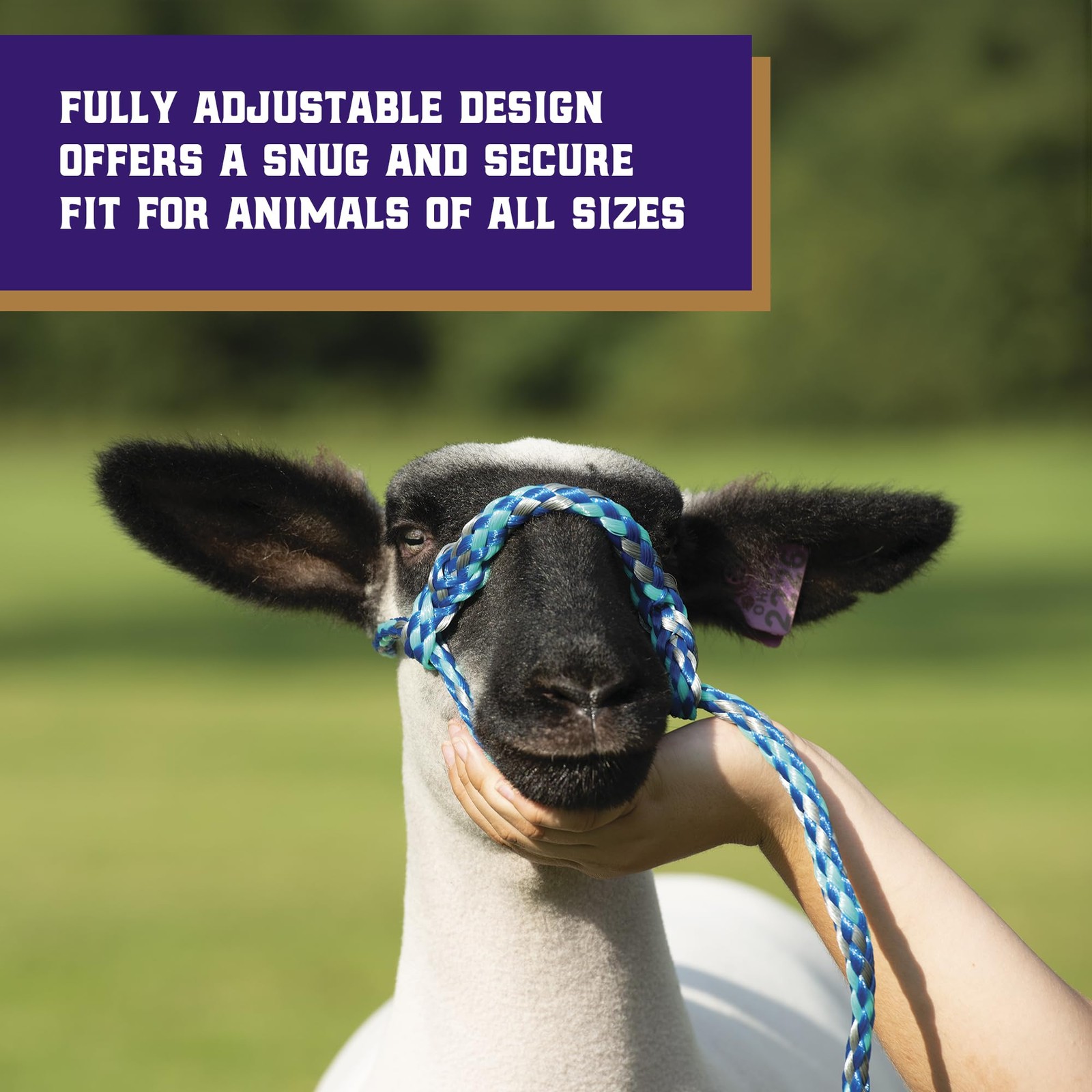 Poly Rope Sheep Halter Modern Braid Adjustable Lamb Lead Showing Supplies