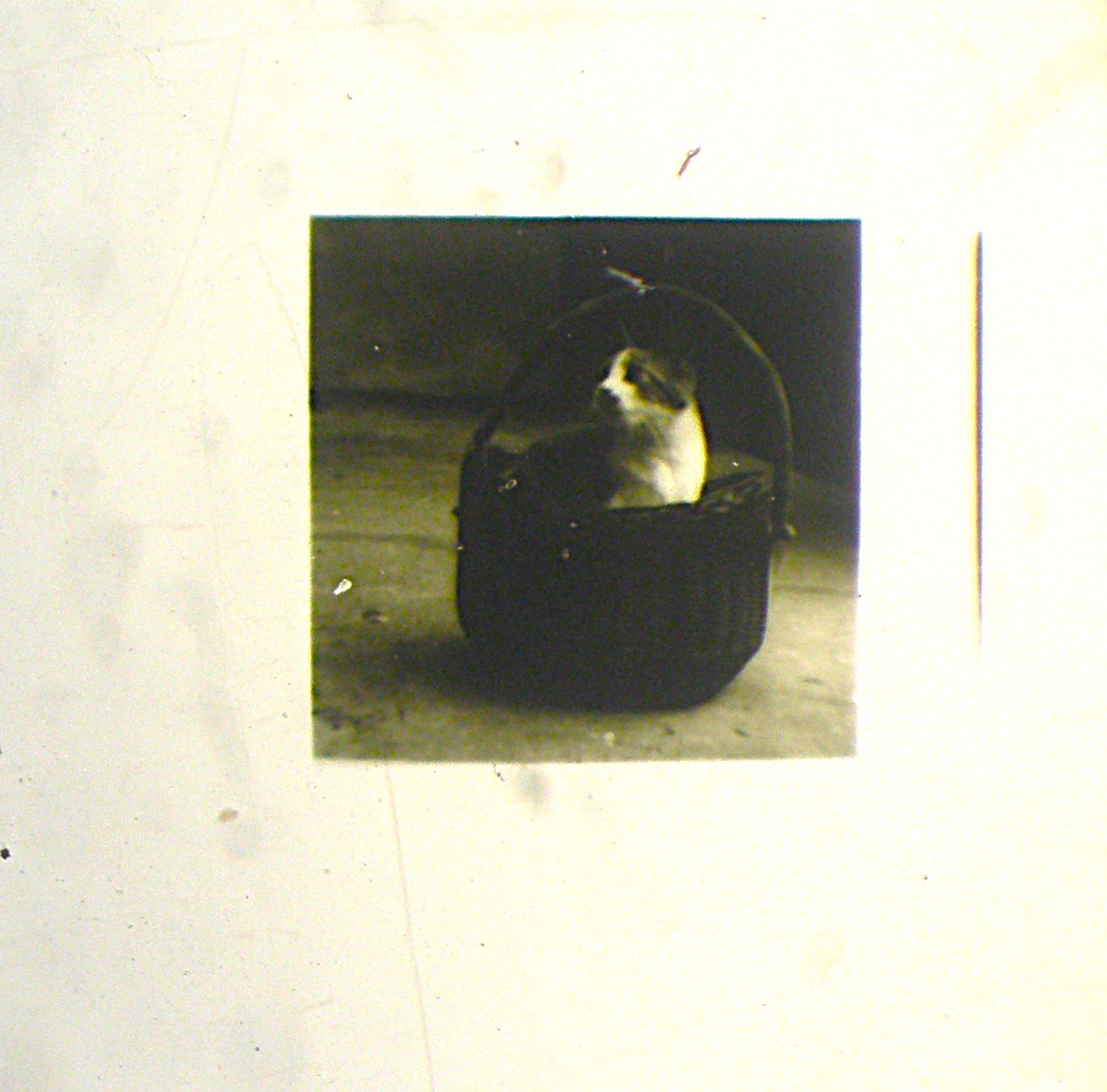 6 Vintage Microphotograph Slides. Please Read Labels for Descriptions.