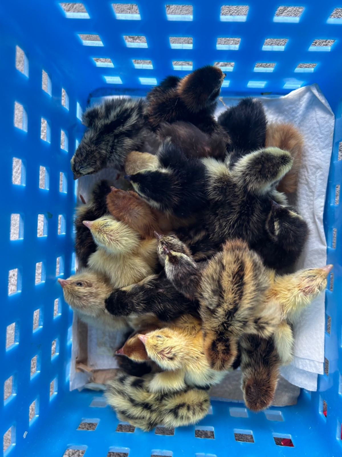 30+ Assorted Coturnix Quail Hatching Eggs - Ships FREE