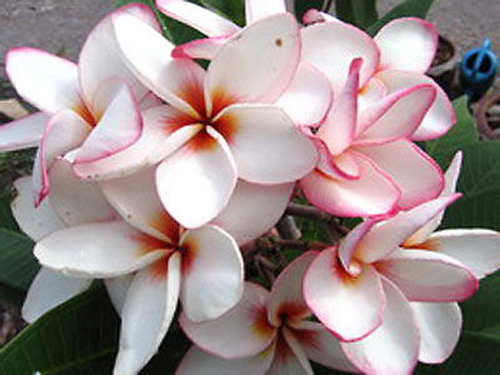 Plumeria Seeds/Flowers/ "Diamond_Locket"/Fresh 100 seeds!!