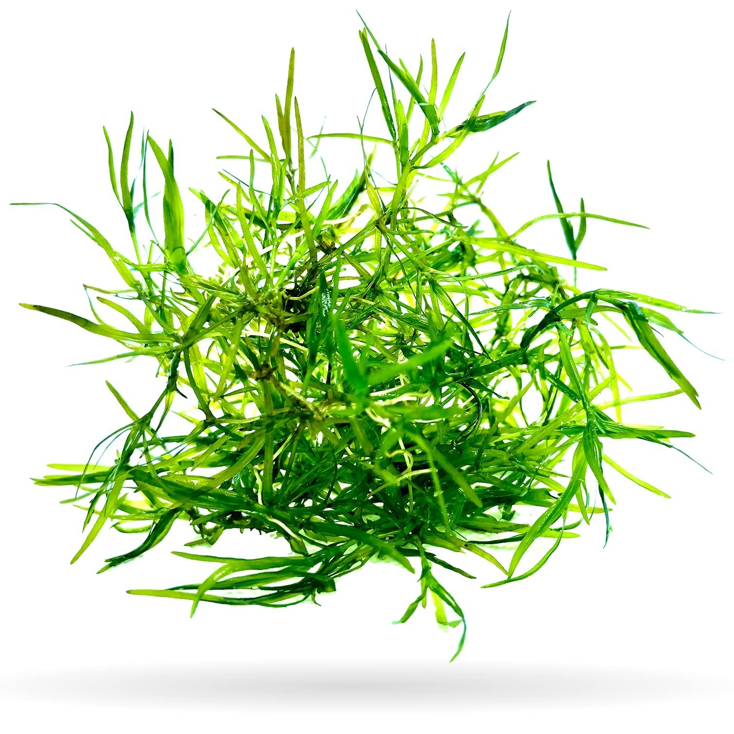 Guppy Grass - Najas guadalupensis - 1 cup