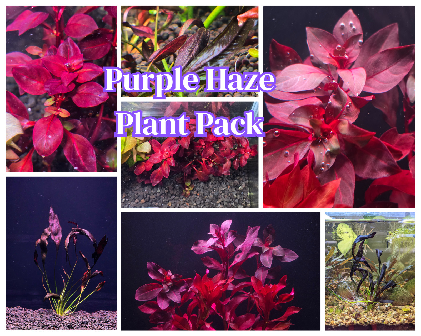 Purple Haze Plant Pack Live Aquatic Stem Plants Fish Tank Shrimp Tank Aquarium