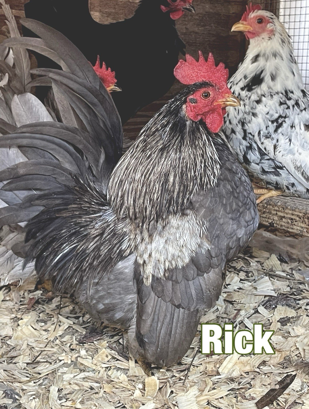 Serama Hatching Eggs 12+ Smooth, Frizzle