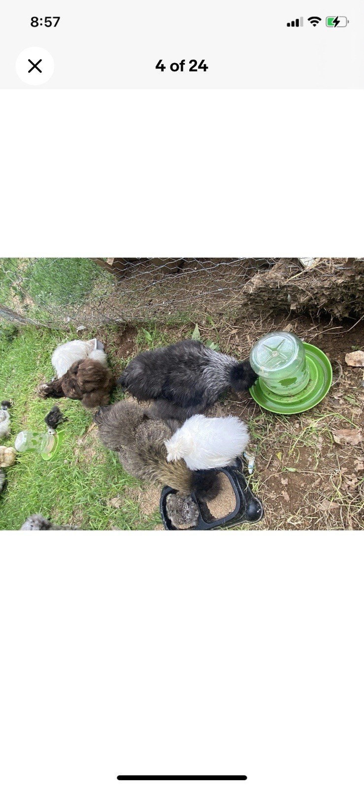 24 Bearded Silkie Hatching Eggs