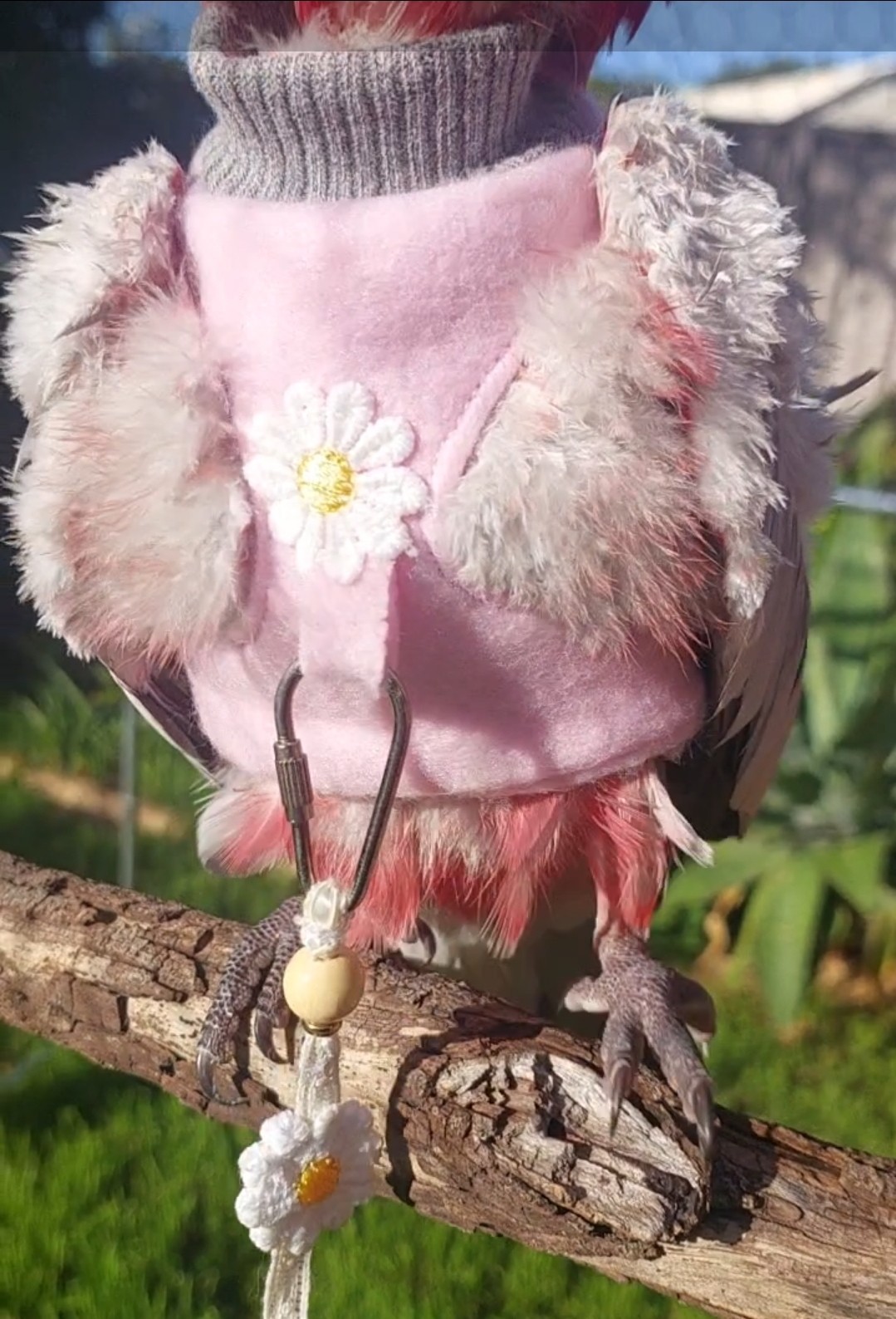 Bird Daisy Harness And Lead