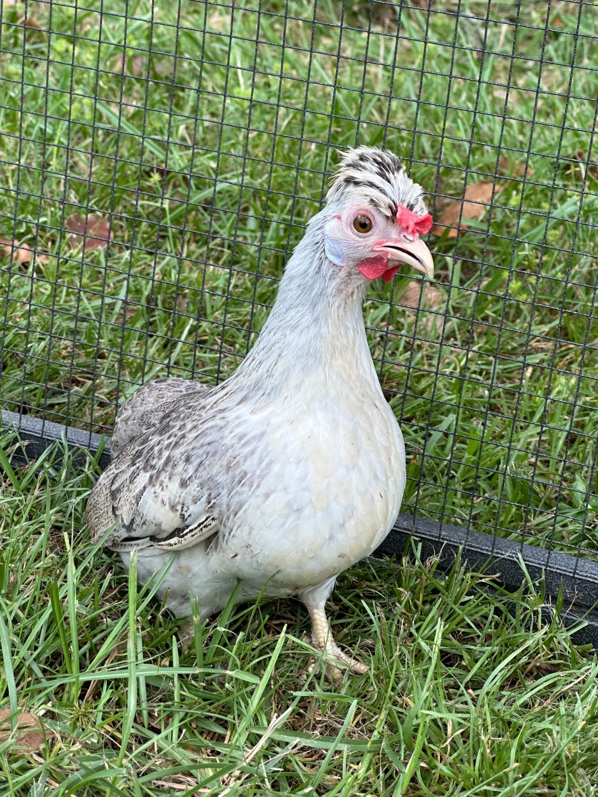 8 Kikiriki Hatching eggs NPIP/AI and PT Clean