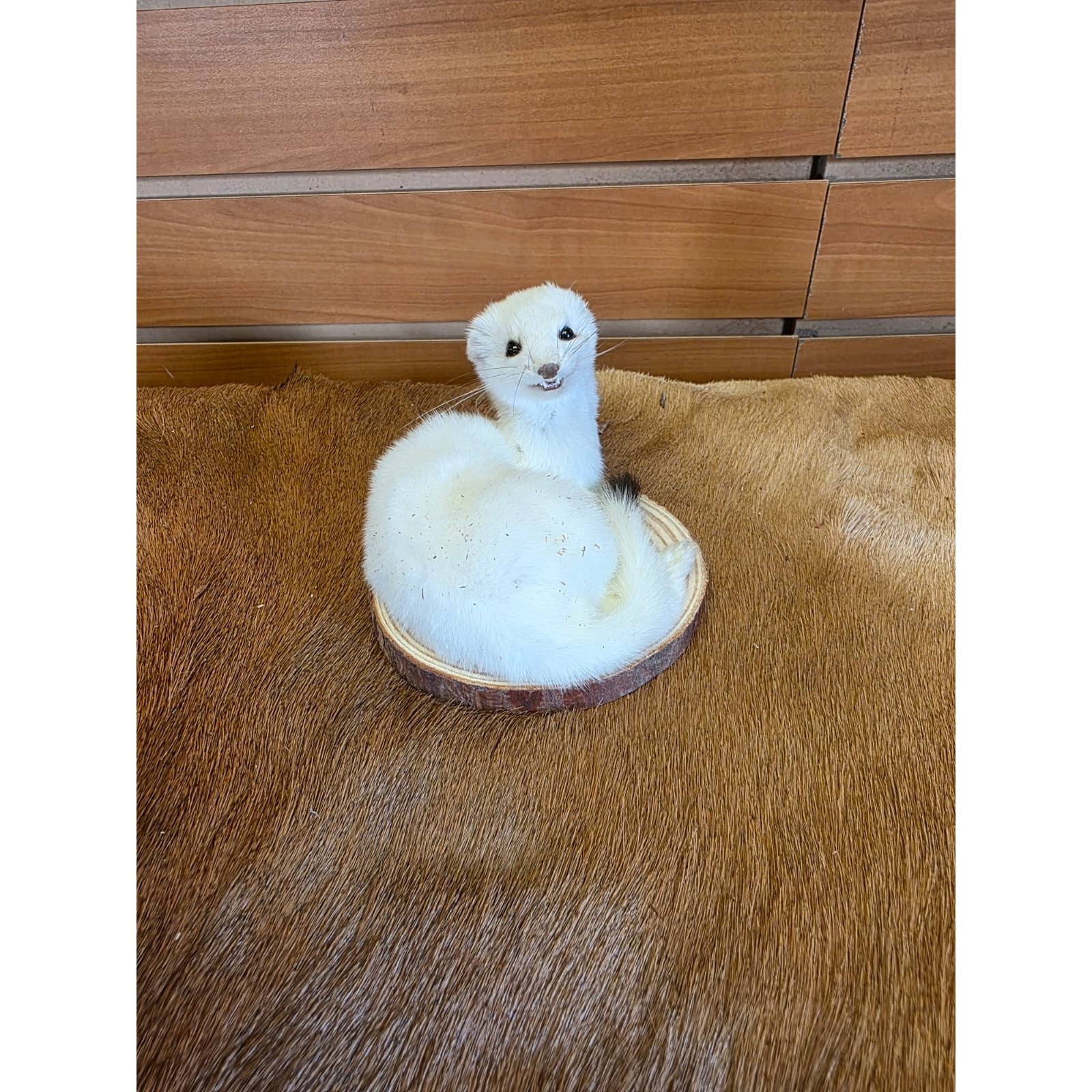 FHCK138 - Beautiful Adorable Weasel Ermine Small Animal Taxidermy