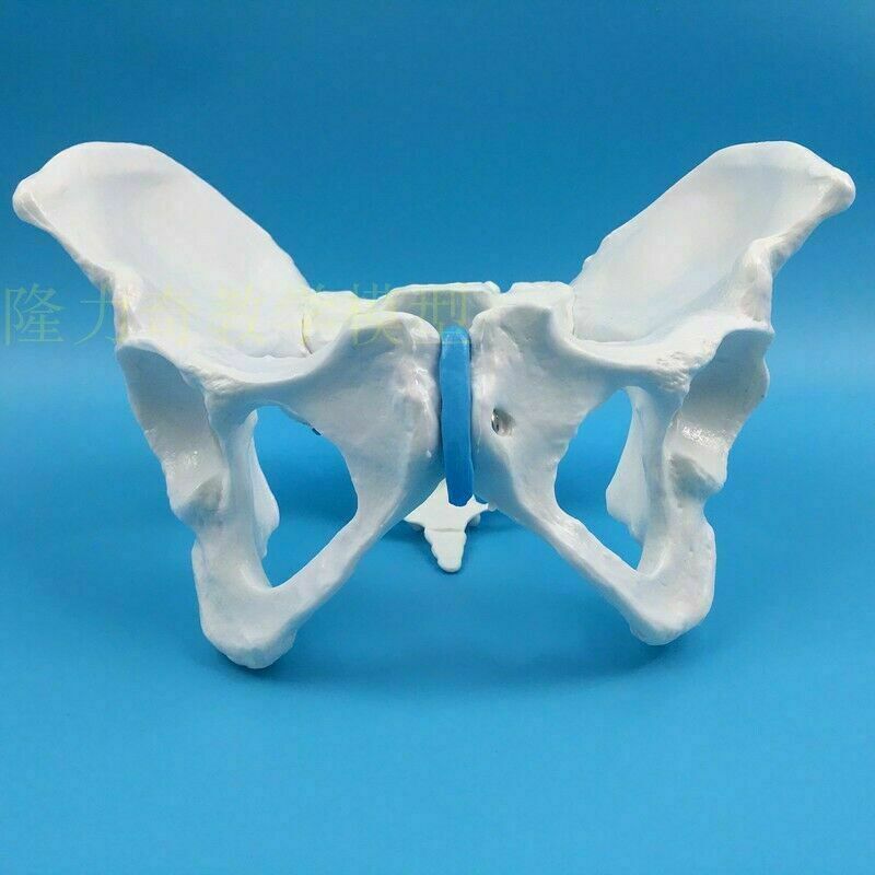 Life Size Female Pelvic Skeleton Model Anatomical Anatomy Medical Study Human