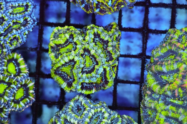 Green Acan WYSIWYG - SAQ Coral Farm