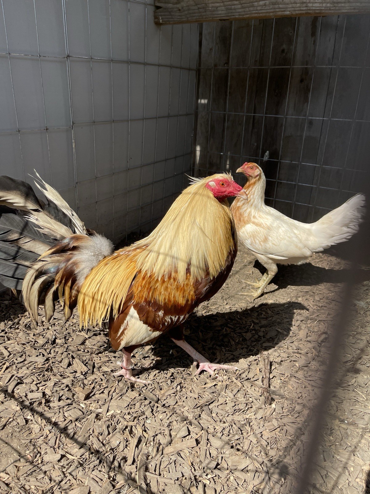Chicken Hatching Eggs